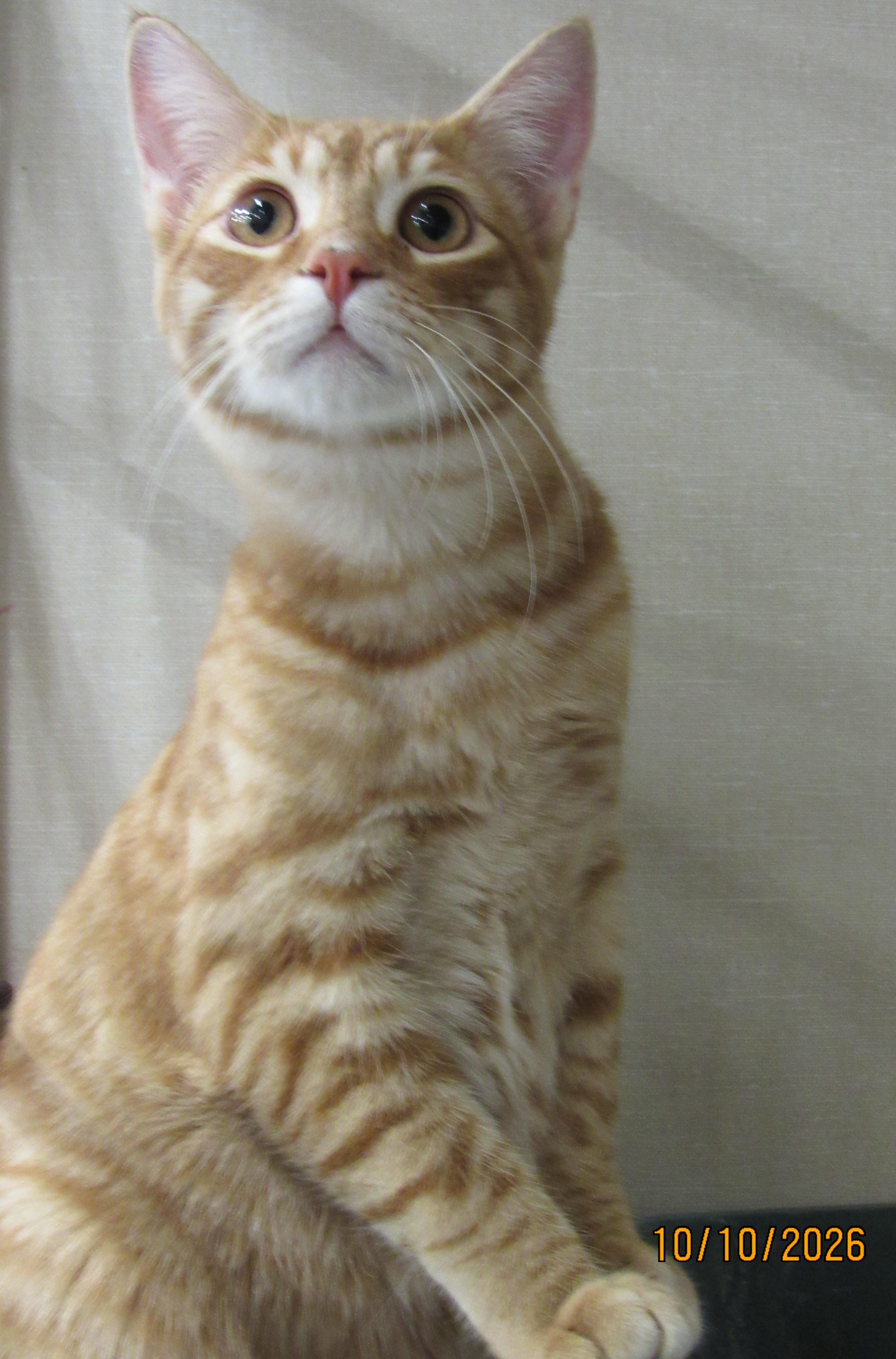 Ahadi, Adoptable, Kitten Male Tabby & Domestic Short Hair.
