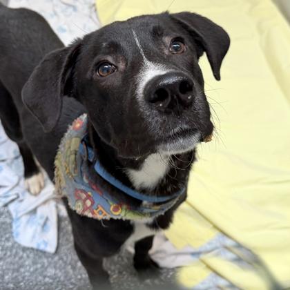 Enlarge Billiam, a Adoptable mixed breed in Voorhees, NJ image 1/3