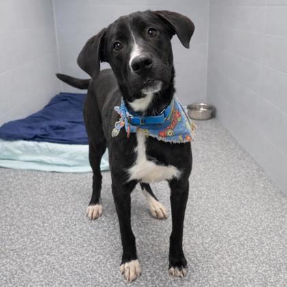 Enlarge Billiam, a Adoptable mixed breed in Voorhees, NJ image 2/3