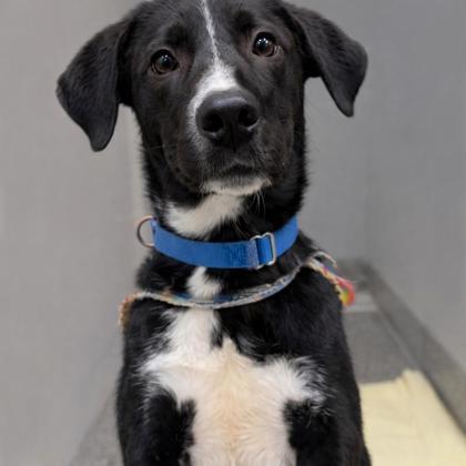 Enlarge Billiam, a Adoptable mixed breed in Voorhees, NJ image 3/3