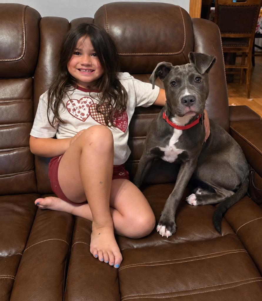 Garbanzo- LOCAL, Adoptable, Puppy Female Pit Bull Terrier.