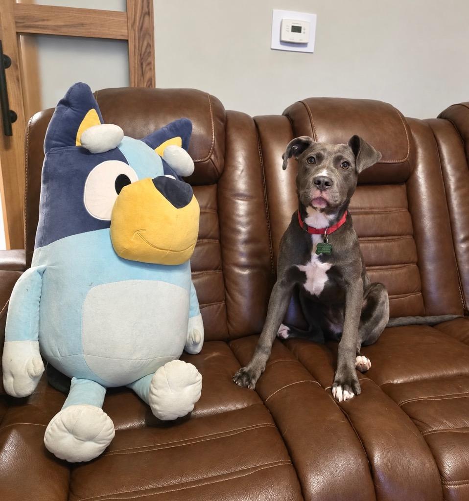 Enlarge Garbanzo- LOCAL, a Adoptable mixed breed in Princeton, MA image 2/6
