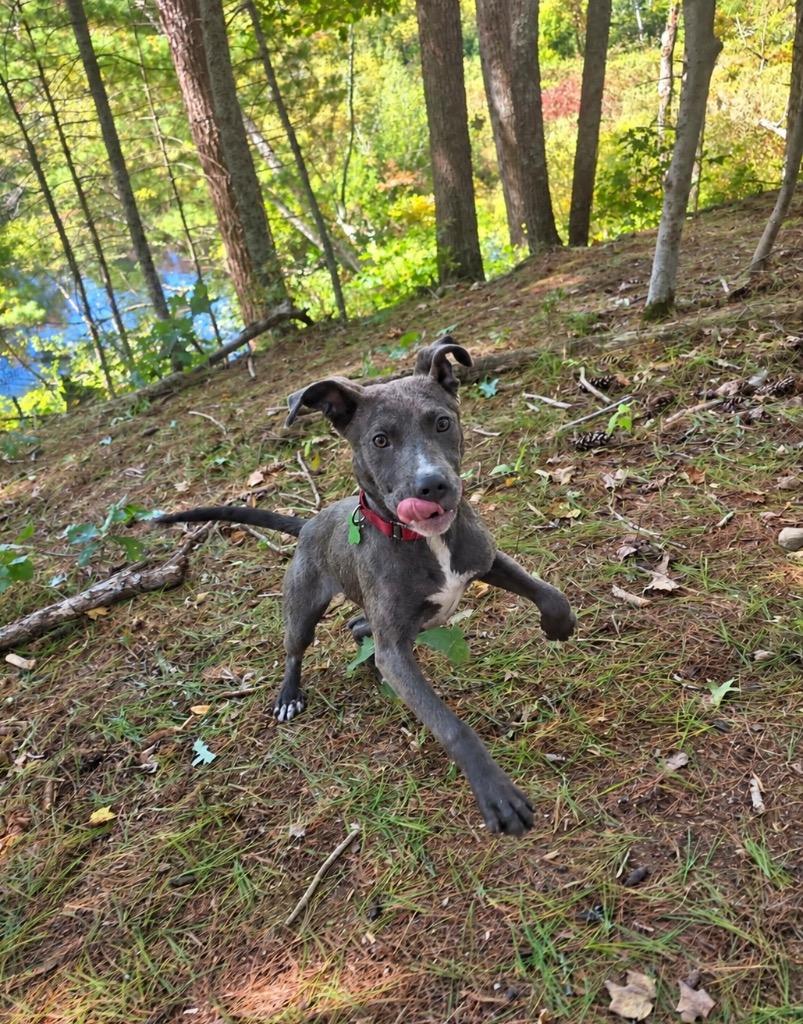 Enlarge Garbanzo- LOCAL, a Adoptable mixed breed in Princeton, MA image 3/6