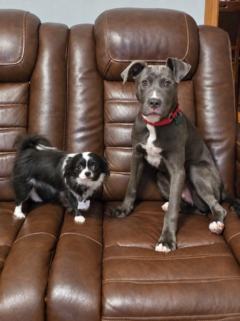 Enlarge Garbanzo- LOCAL, a Adoptable mixed breed in Princeton, MA image 4/6