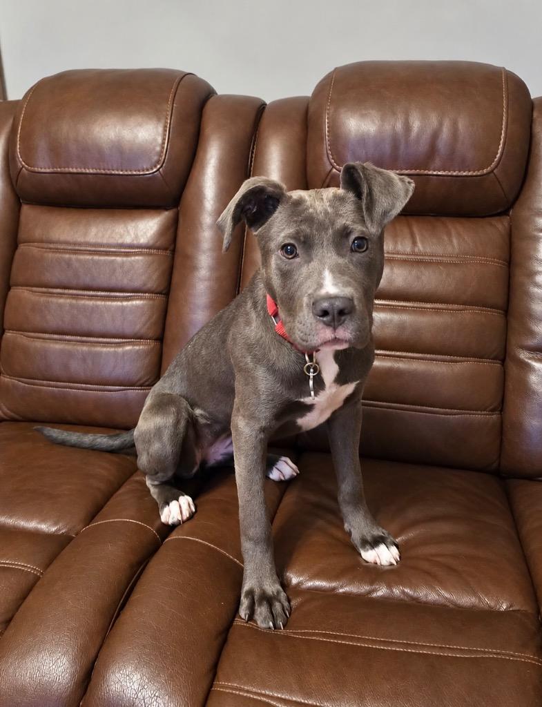Enlarge Garbanzo- LOCAL, a Adoptable mixed breed in Princeton, MA image 5/6