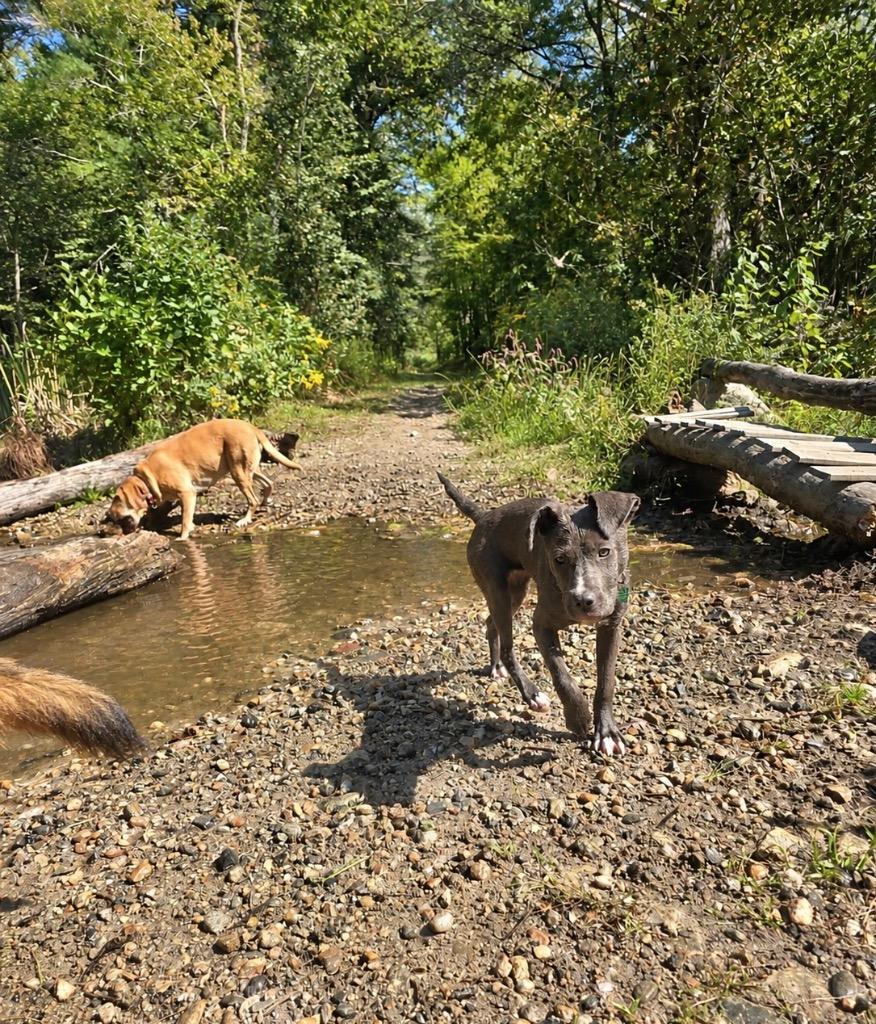 Enlarge Garbanzo- LOCAL, a Adoptable mixed breed in Princeton, MA image 6/6
