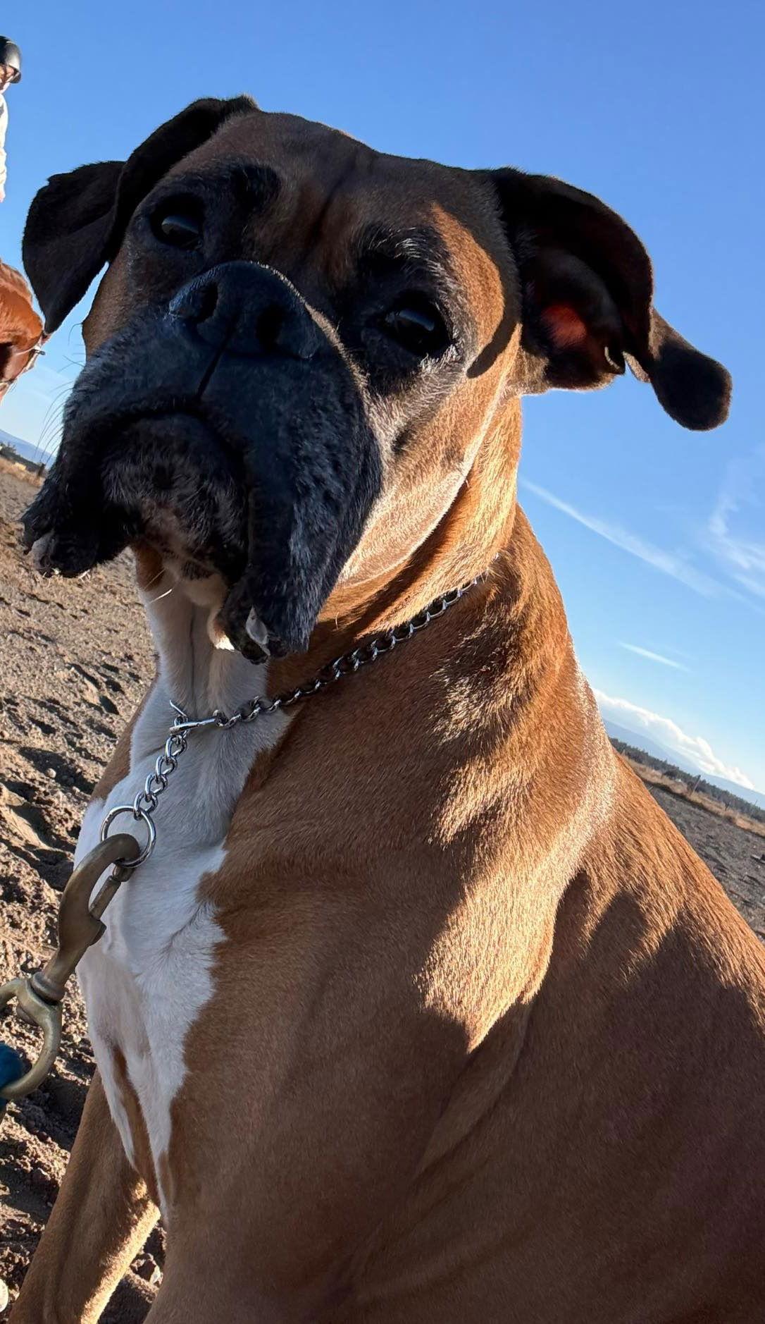 Grace 2025-1, Adoptable, Adult Female Boxer.