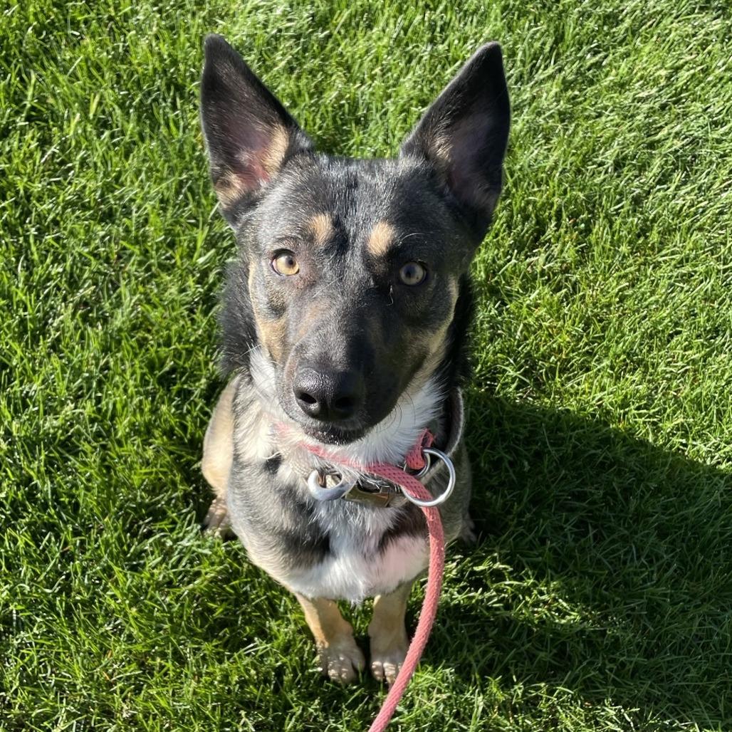 Diamond-Foster, Adoptable, Adult Female Mixed Breed.