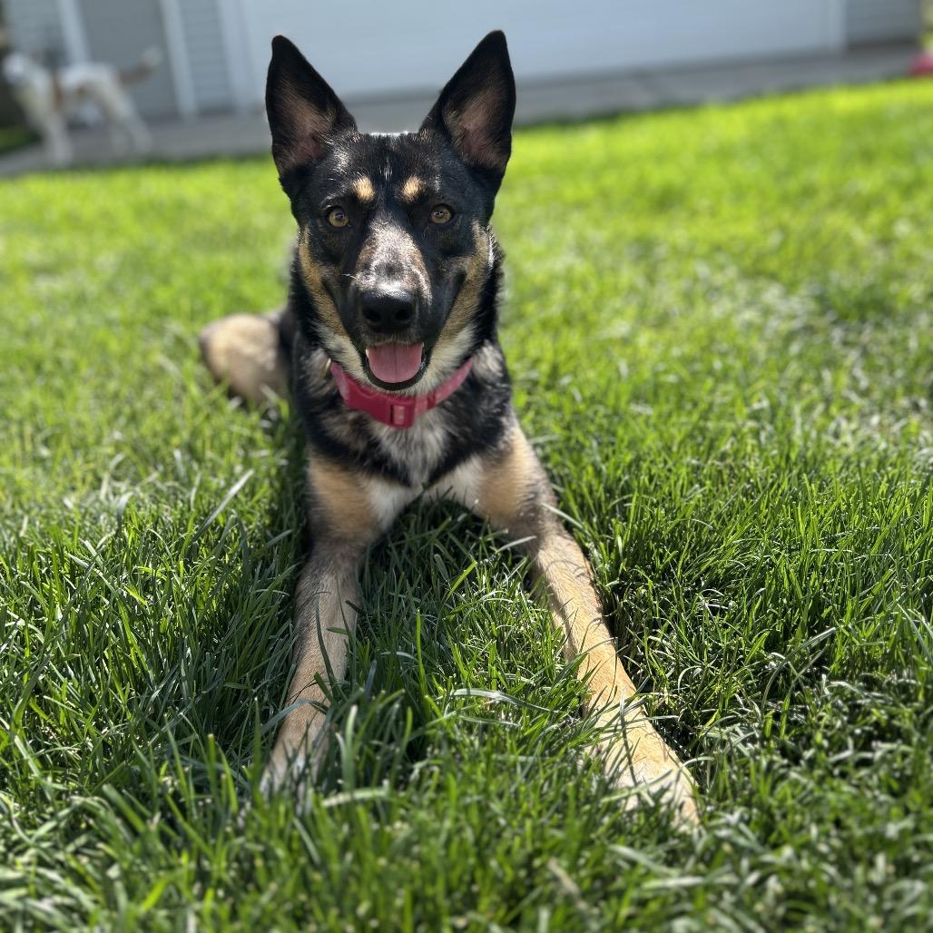 Enlarge Diamond-Foster, a Adoptable Mixed Breed in Grand Rapids, MI image 2/6