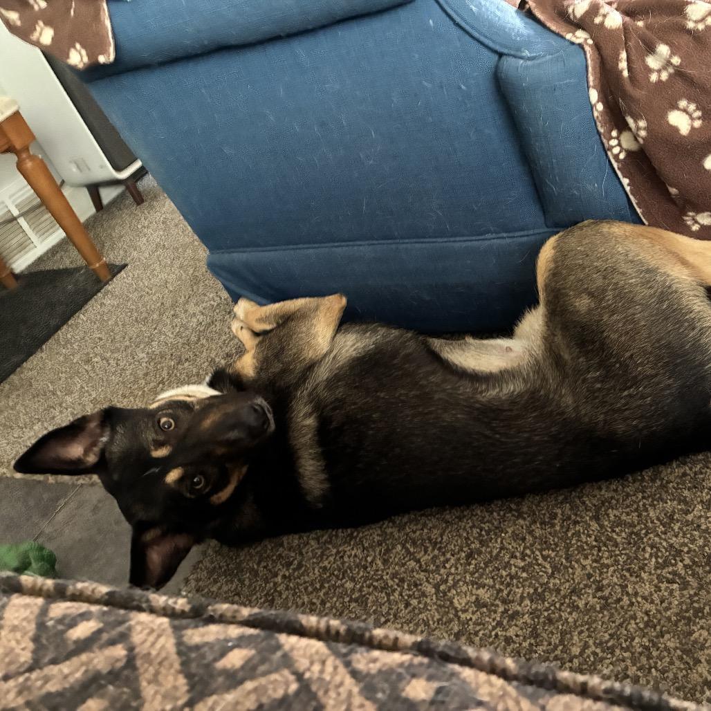 Enlarge Diamond-Foster, a Adoptable Mixed Breed in Grand Rapids, MI image 3/6