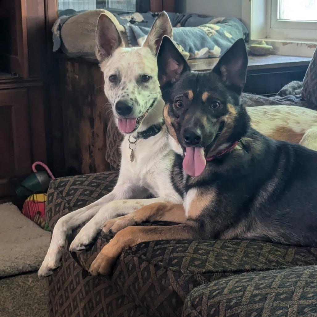 Enlarge Diamond-Foster, a Adoptable Mixed Breed in Grand Rapids, MI image 4/6