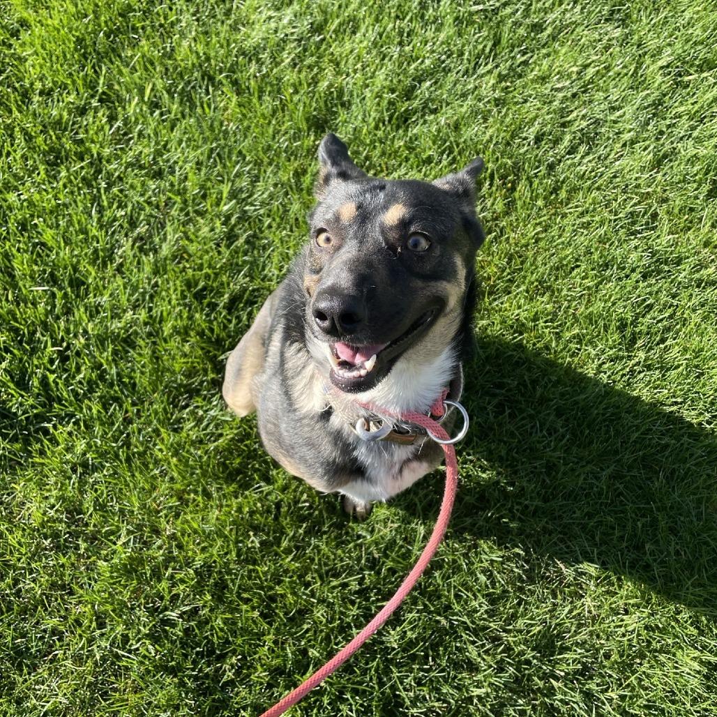 Enlarge Diamond-Foster, a Adoptable Mixed Breed in Grand Rapids, MI image 5/6