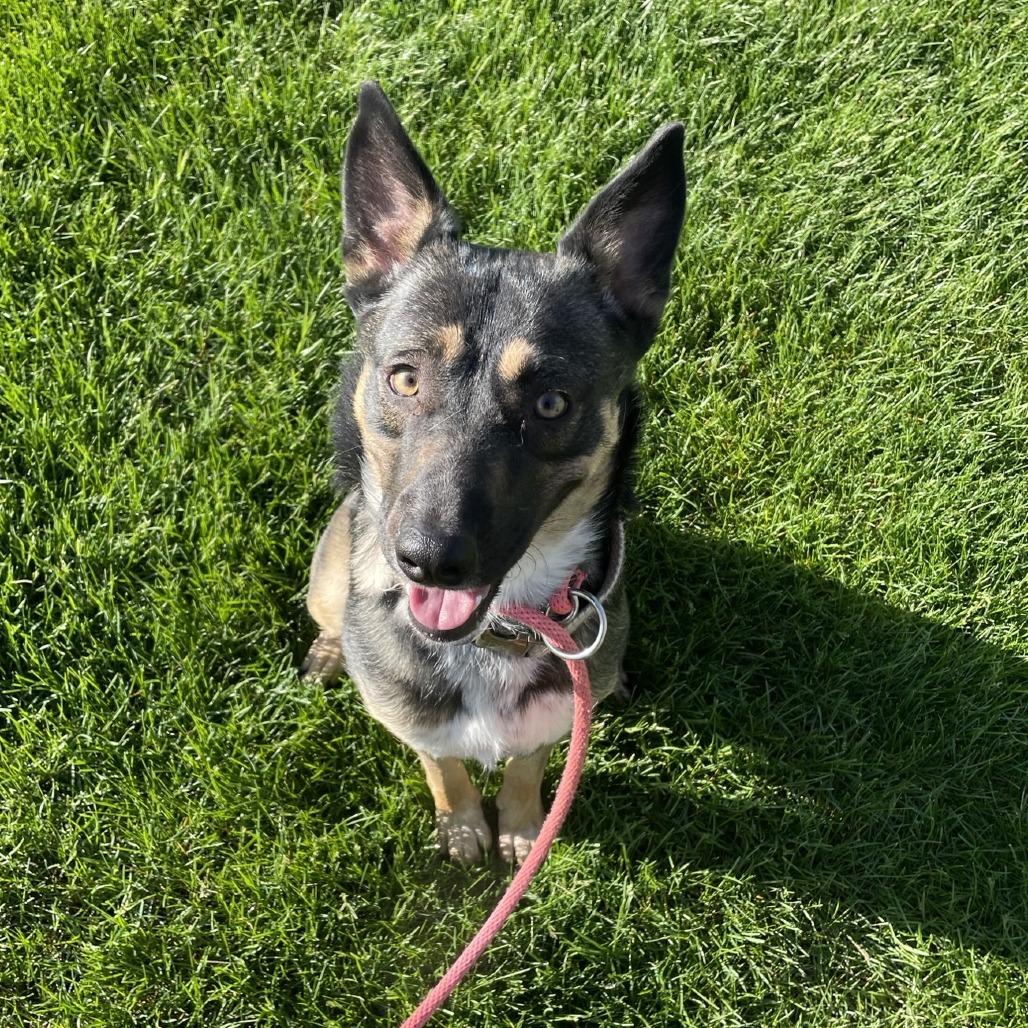 Enlarge Diamond-Foster, a Adoptable Mixed Breed in Grand Rapids, MI image 6/6