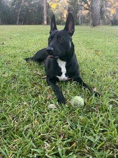 Enlarge Lucy, a ADOPTABLE mixed breed in New Smyrna Beach, FL image 2/2