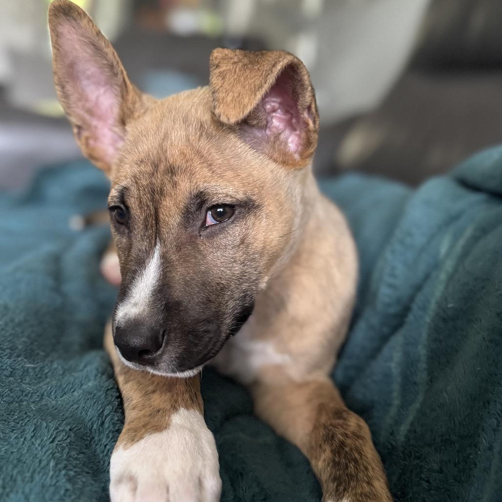 Enlarge Nico, a Adoptable mixed breed in Orangevale, CA image 2/6