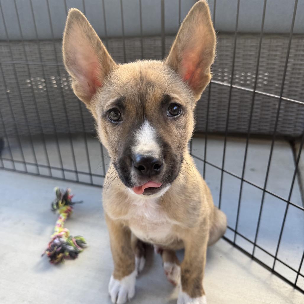 Enlarge Nico, a Adoptable mixed breed in Orangevale, CA image 4/6