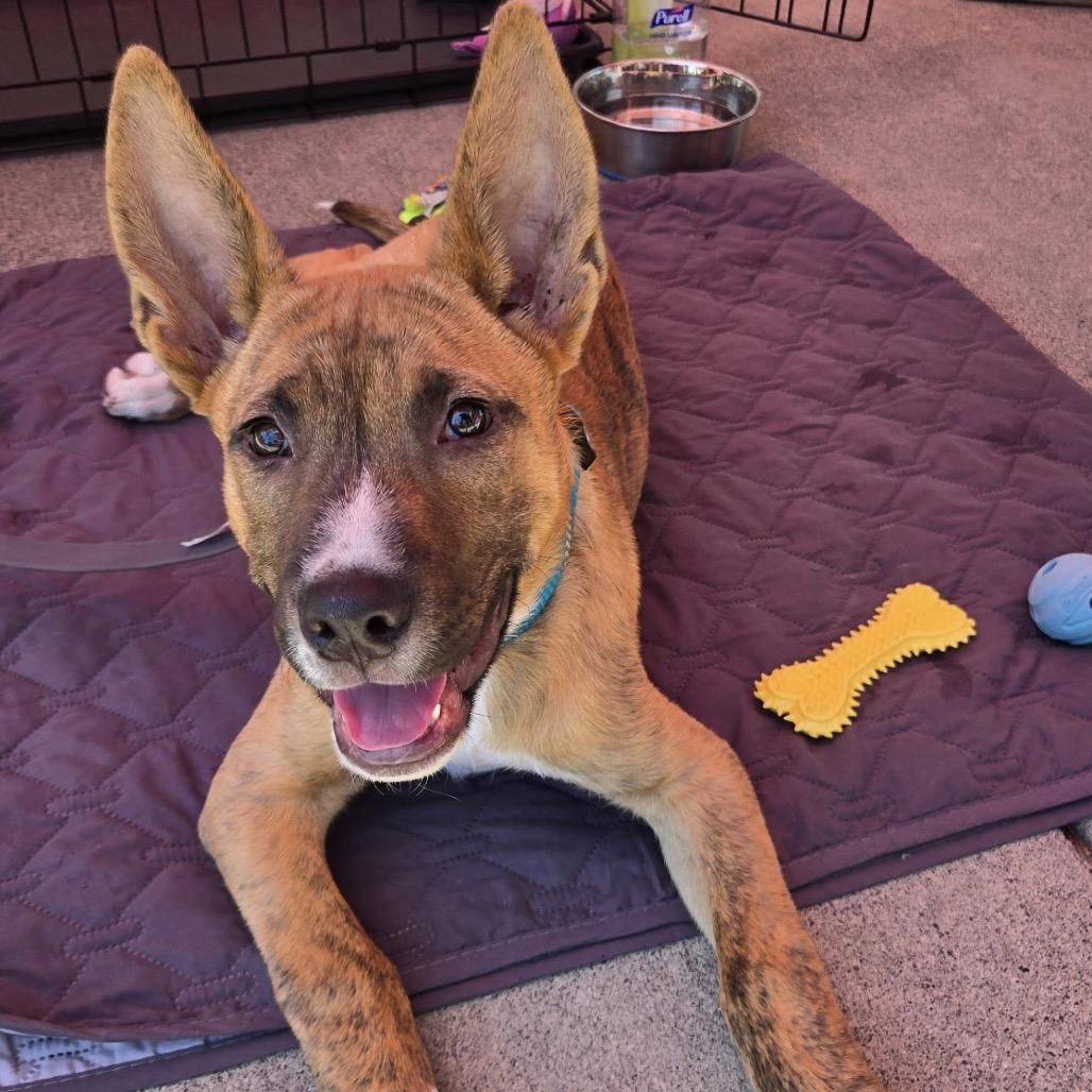 Enlarge Nico, a Adoptable mixed breed in Orangevale, CA image 5/6