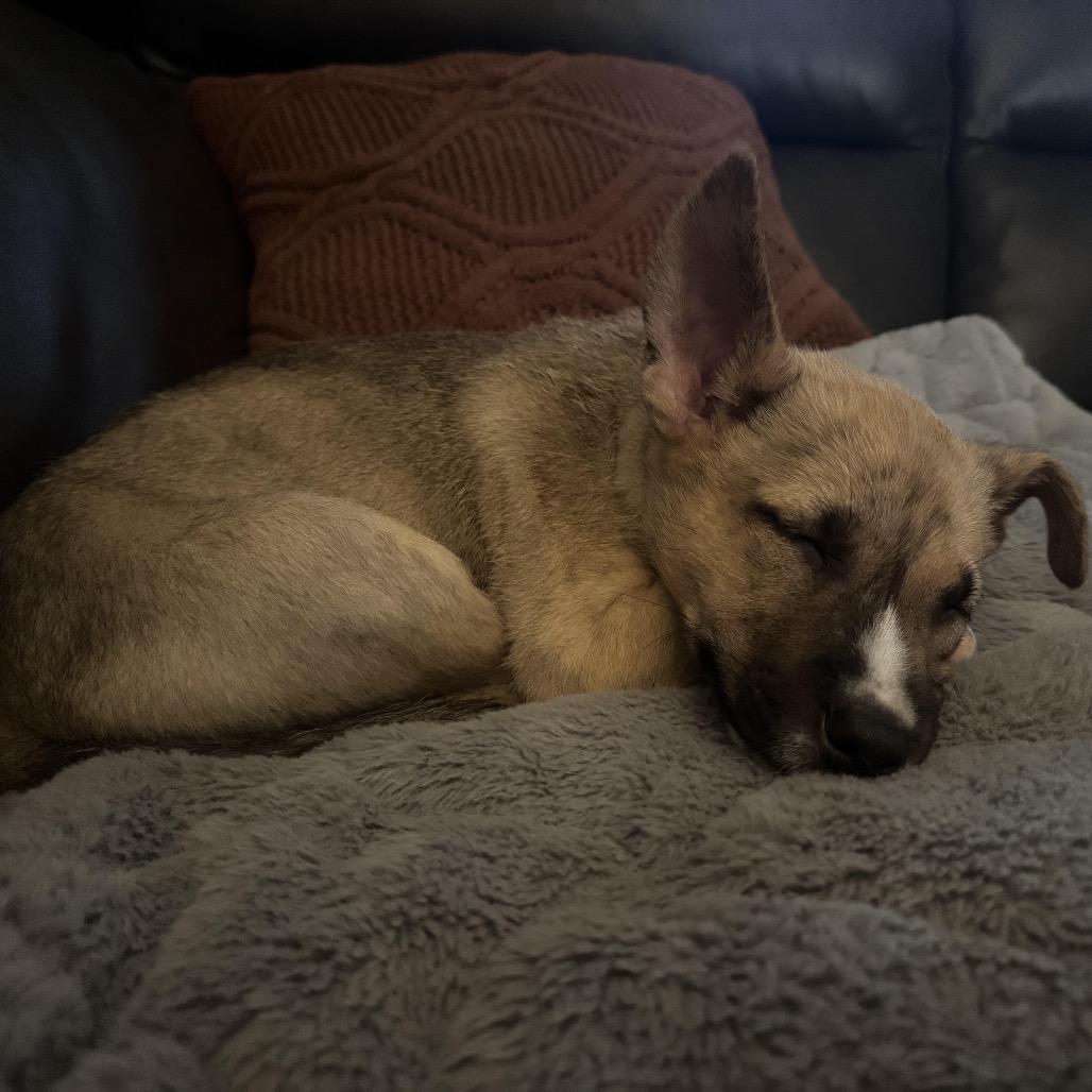 Enlarge Nico, a Adoptable mixed breed in Orangevale, CA image 6/6