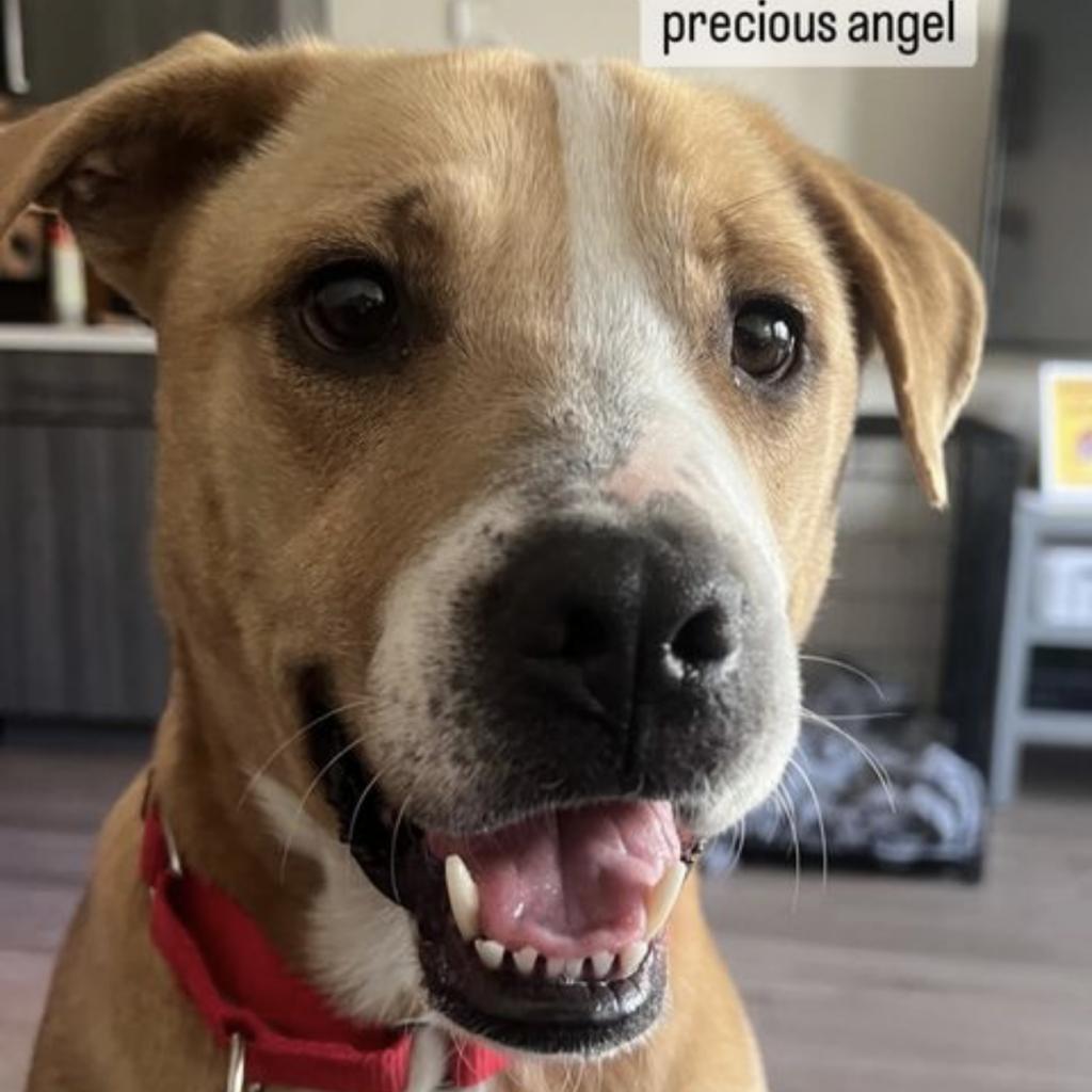 Enlarge Noelle, a Adoptable mixed breed in QUINCY, FL image 1/1