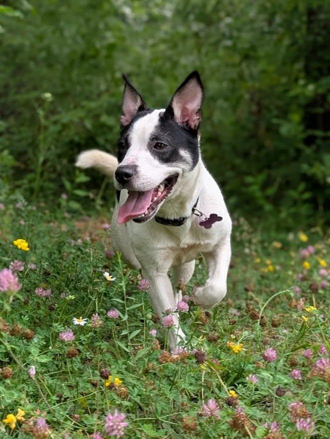 Enlarge Candie, a Adopted Mixed Breed in Charlotte, VT image 1/6