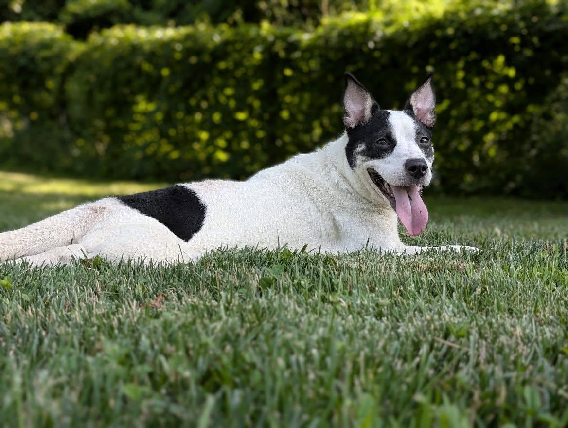 Candie, Adopted, Adult Female Mixed Breed.