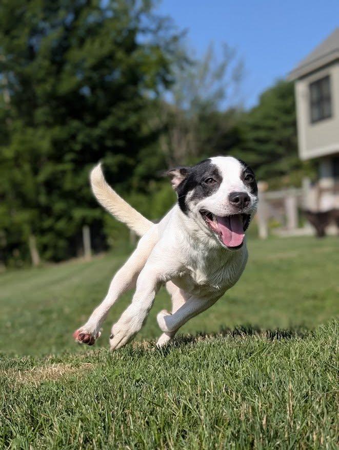 Enlarge Candie, a Adopted Mixed Breed in Charlotte, VT image 3/6