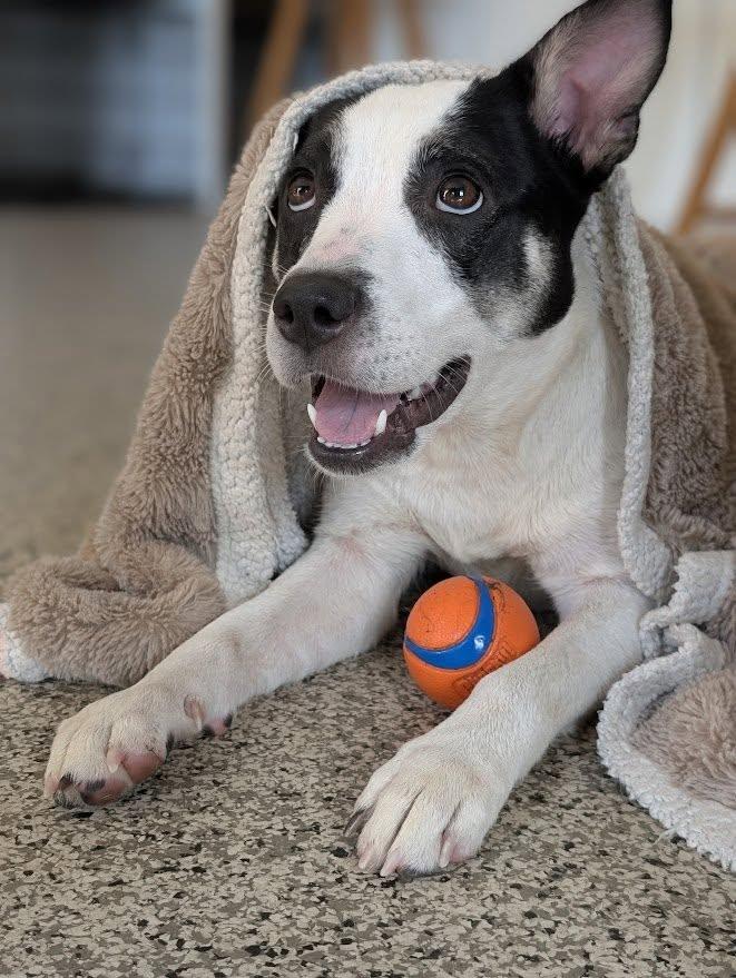 Enlarge Candie, a Adopted Mixed Breed in Charlotte, VT image 4/6