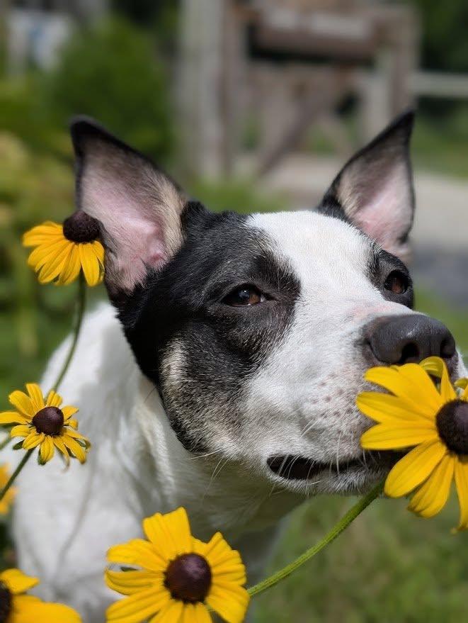 Enlarge Candie, a Adopted Mixed Breed in Charlotte, VT image 5/6