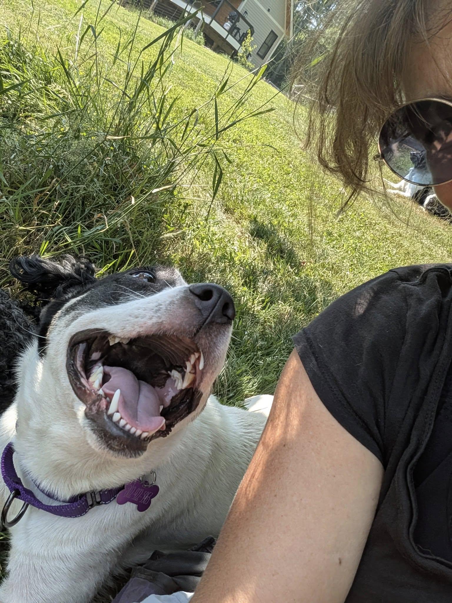 Enlarge Candie, a Adopted Mixed Breed in Charlotte, VT image 6/6