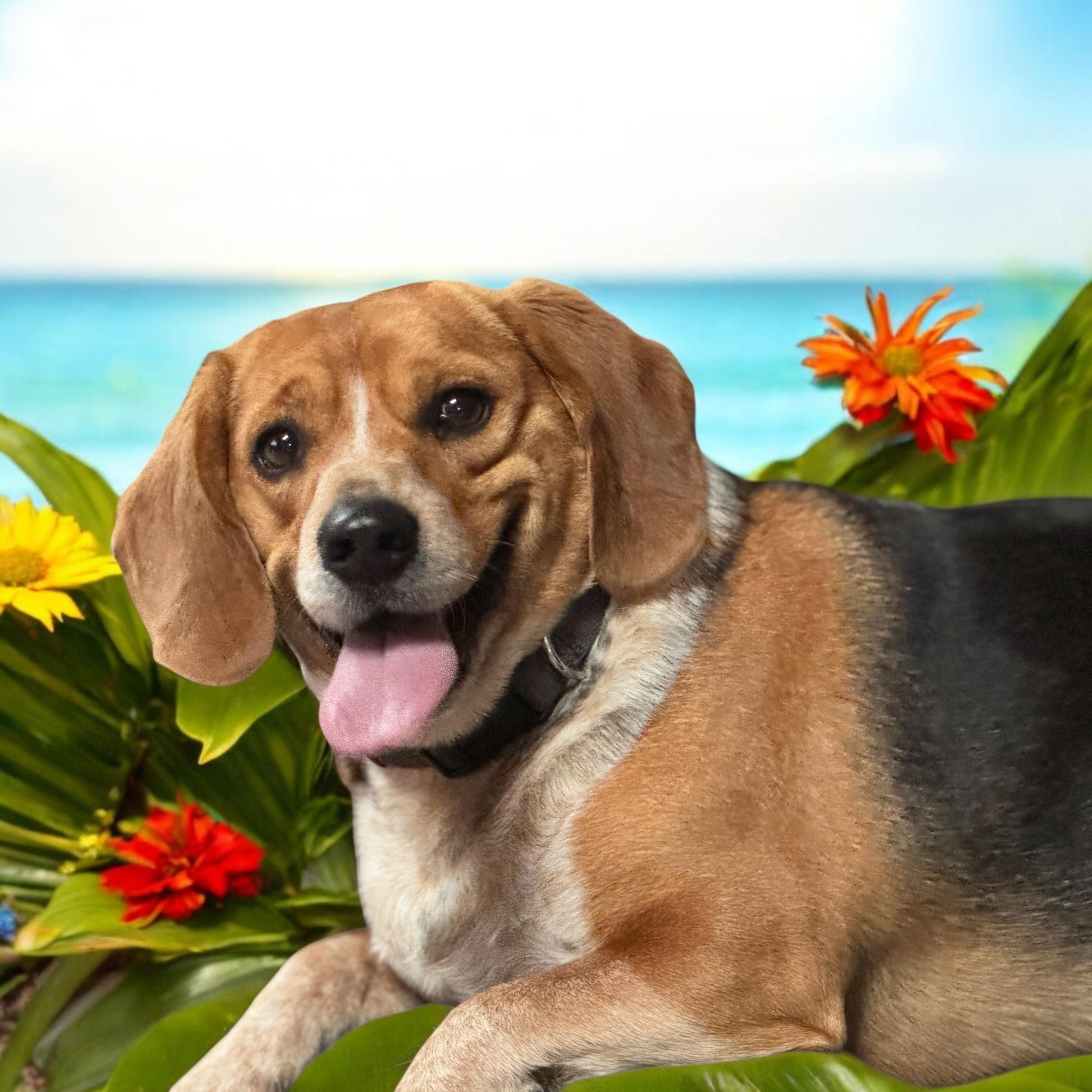 Maxx, Adopted, Adult Male Beagle.