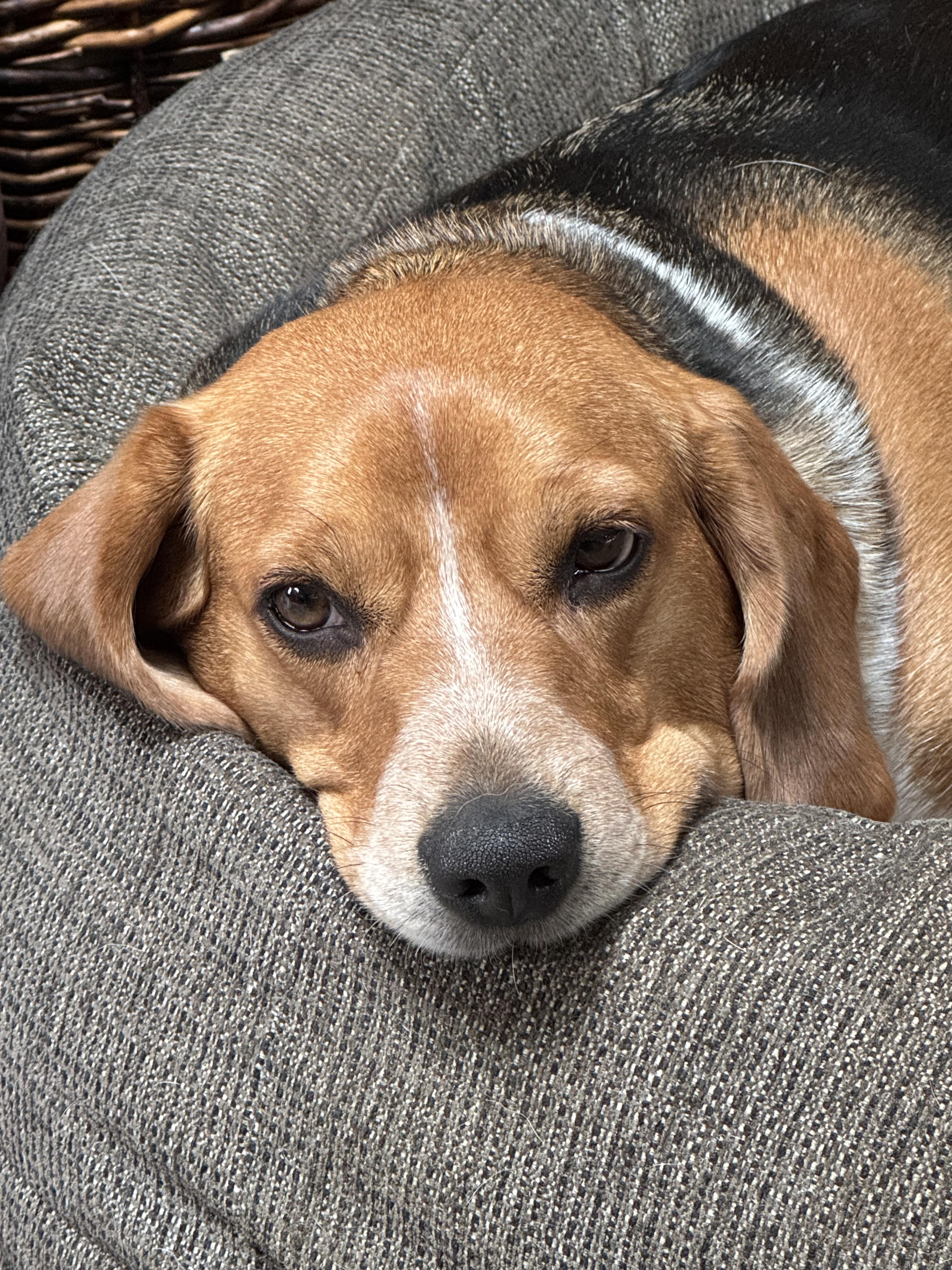 Enlarge Maxx, a Adopted Beagle in Grandy, NC image 2/3