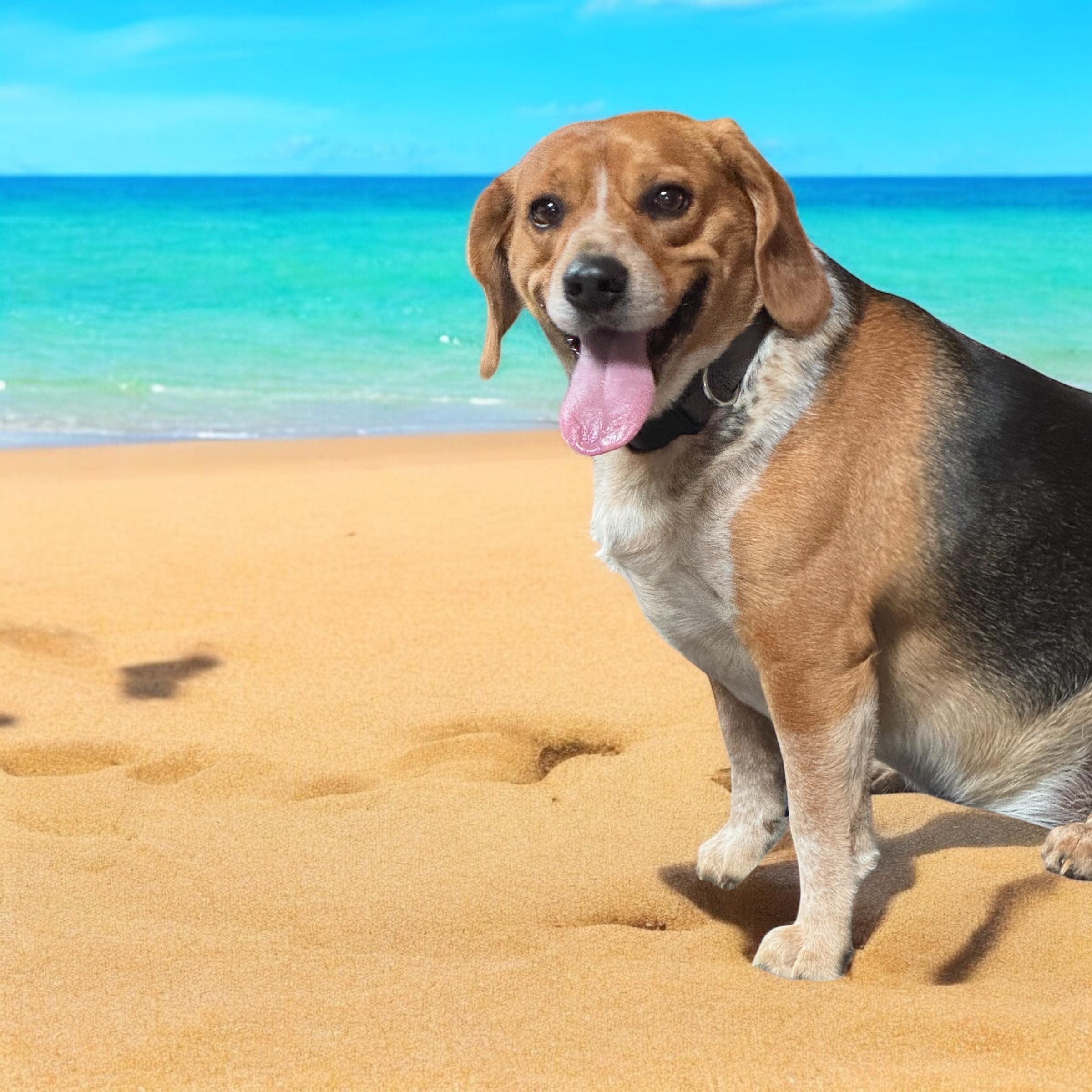 Enlarge Maxx, a Adopted Beagle in Grandy, NC image 3/3