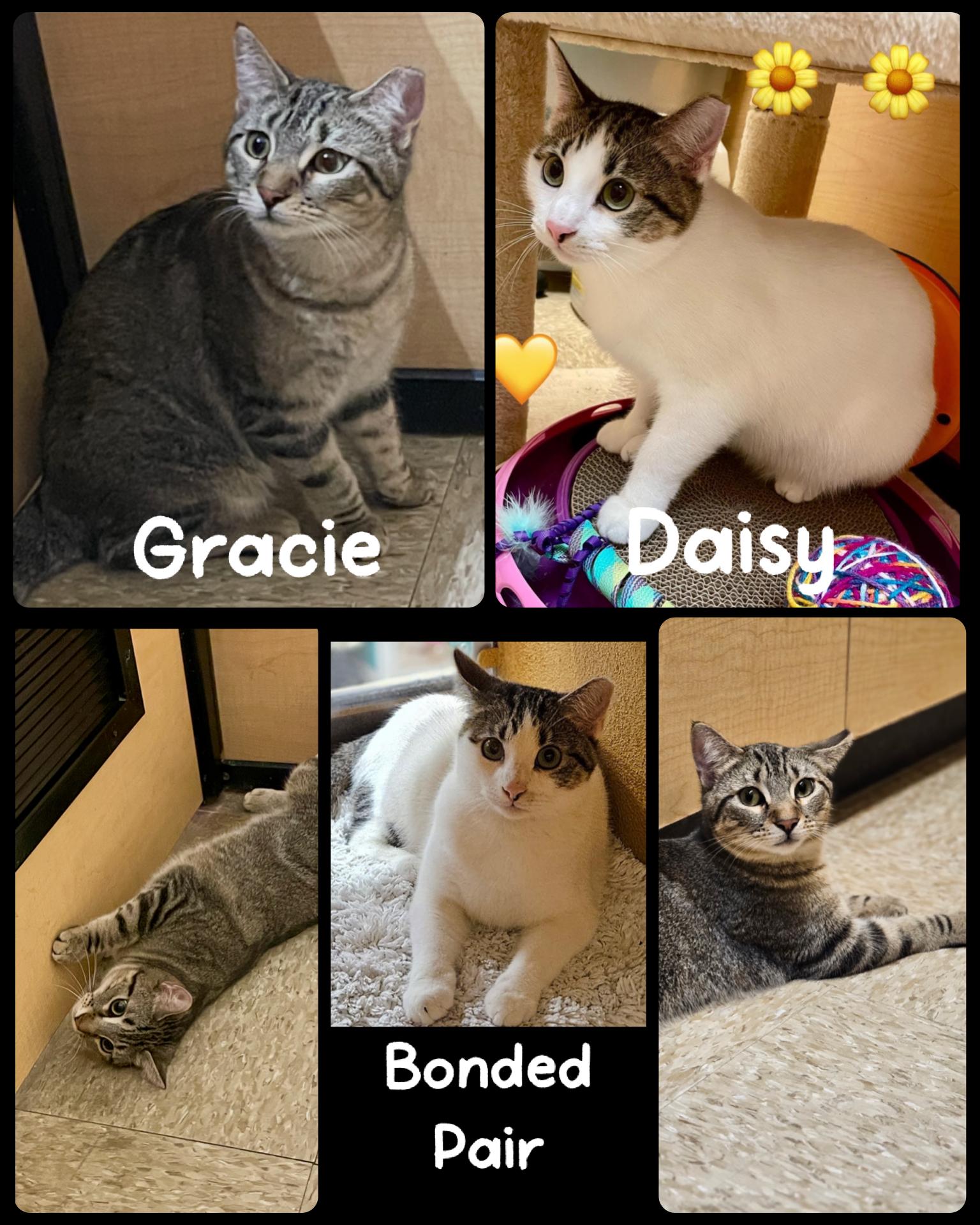 Enlarge Gracie, an adopted mixed breed in Fort Worth, TX image 1/1