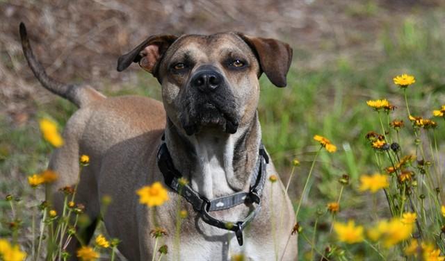 JAMES, Adoptable, Young Male Catahoula Leopard Dog & Shar-Pei.