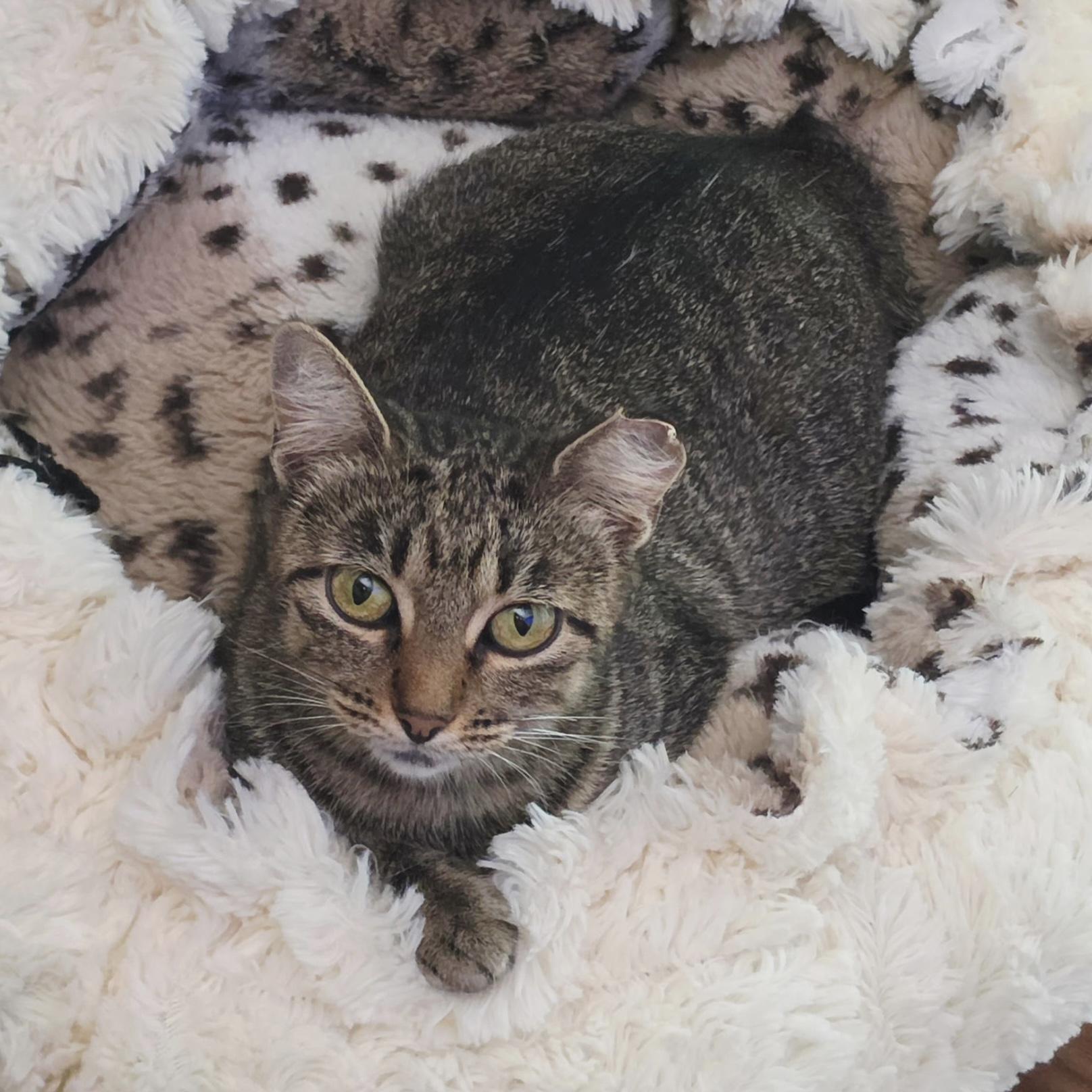 Chestnut, Adoptable, Kitten Female Domestic Short Hair.