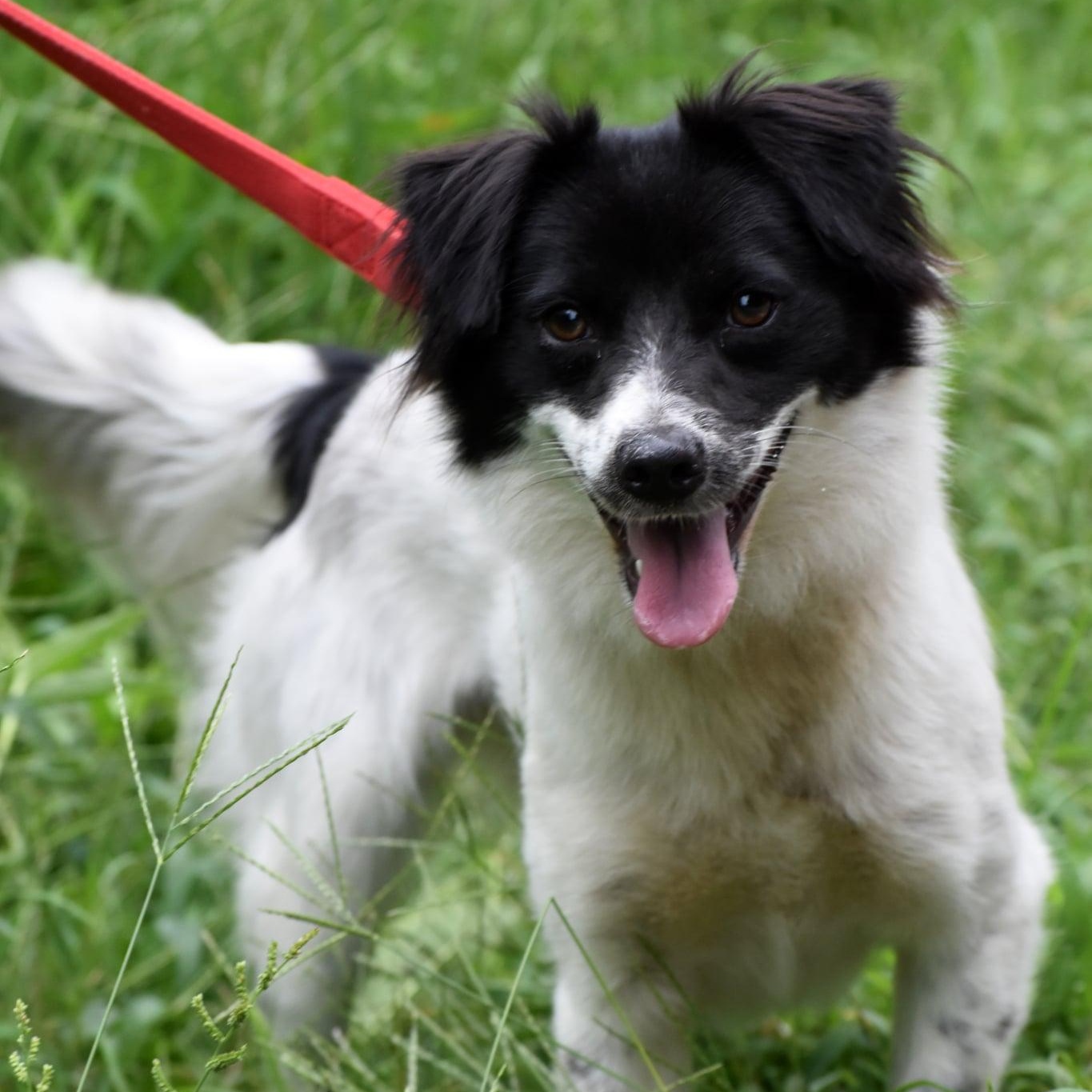 Enlarge Jack & Jill, a Adoptable mixed breed in Troy, NY image 1/6