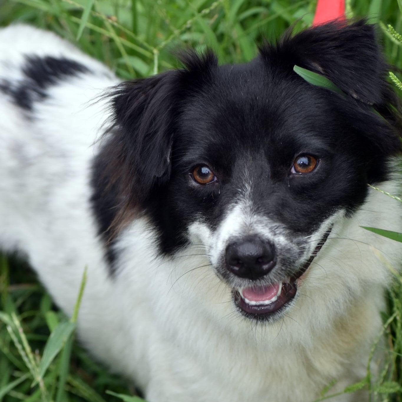 Enlarge Jack & Jill, a Adoptable mixed breed in Troy, NY image 2/6