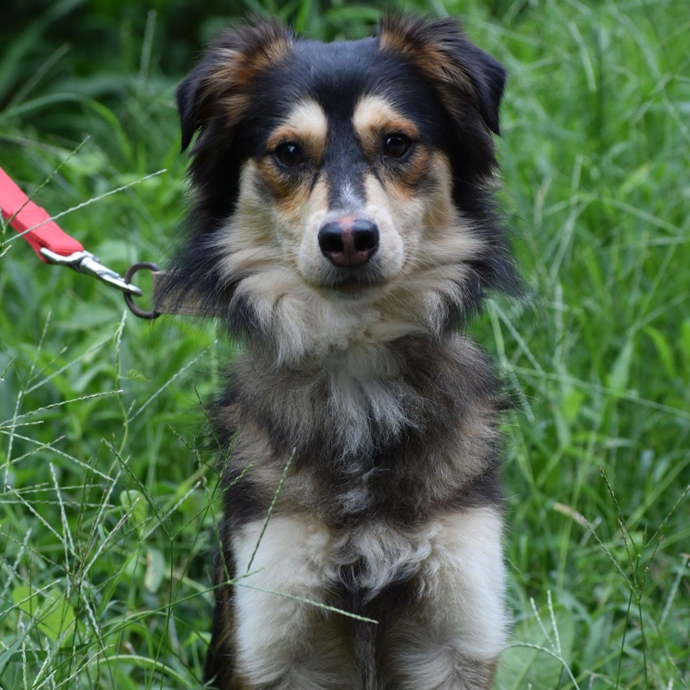 Enlarge Jack & Jill, a Adoptable mixed breed in Troy, NY image 4/6