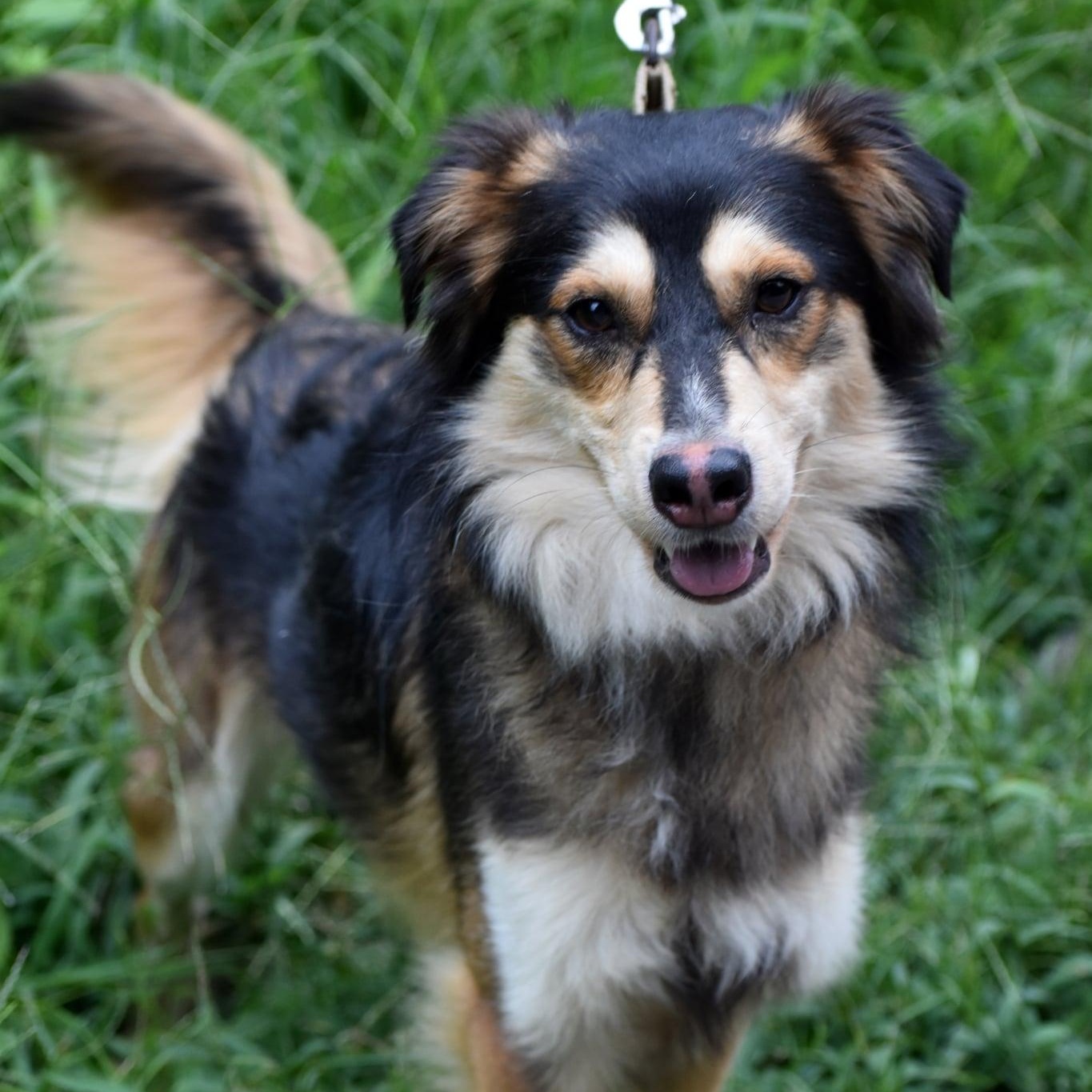 Enlarge Jack & Jill, a Adoptable mixed breed in Troy, NY image 5/6