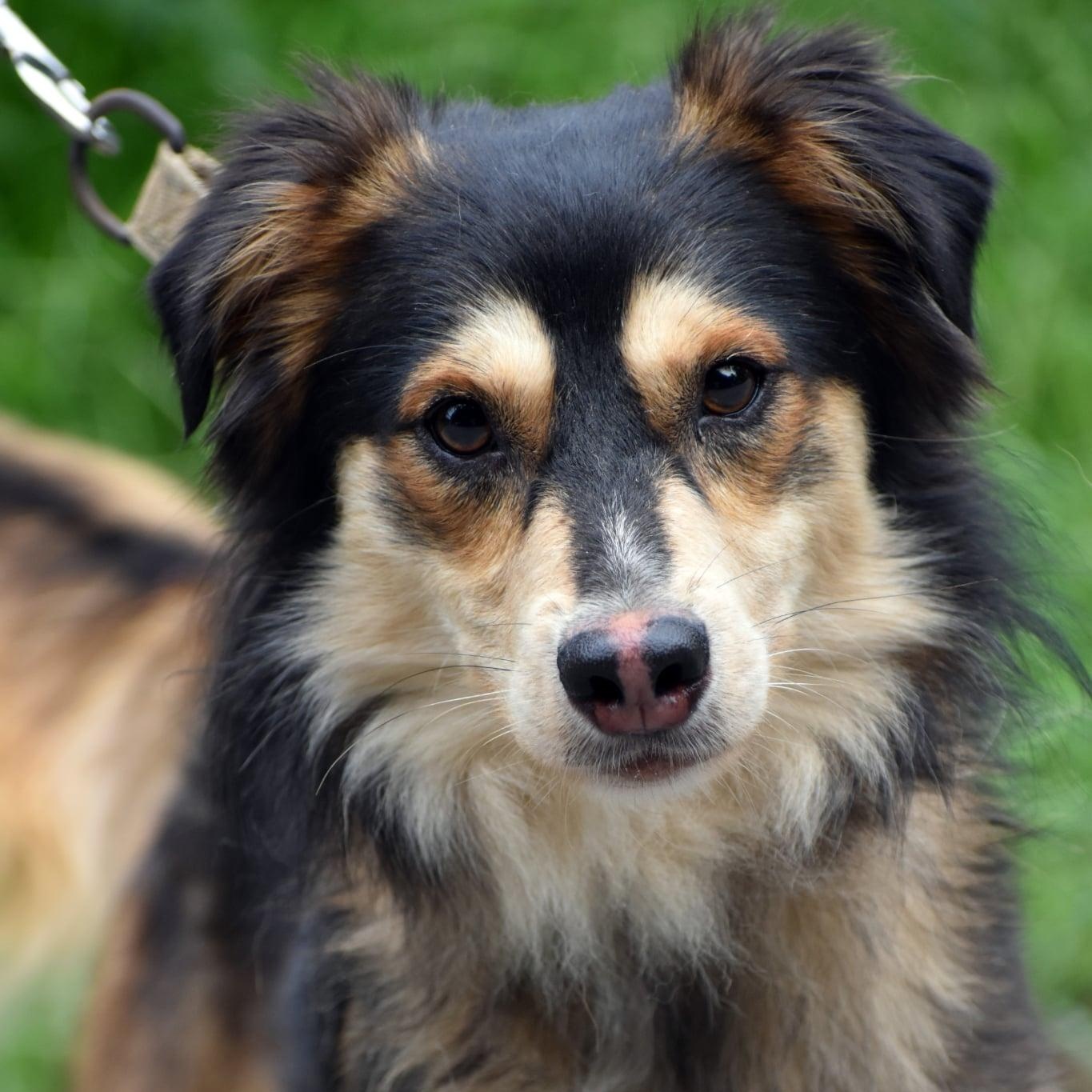 Enlarge Jack & Jill, a Adoptable mixed breed in Troy, NY image 6/6