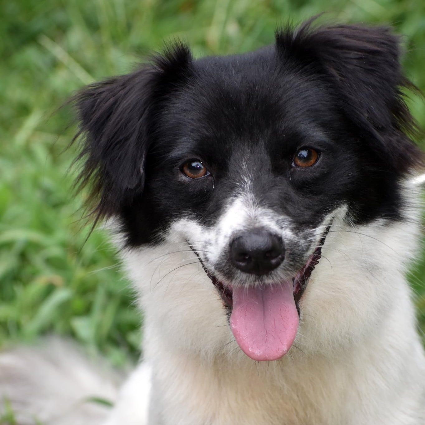 Enlarge Jack & Jill, a Adoptable mixed breed in Troy, NY image 3/6
