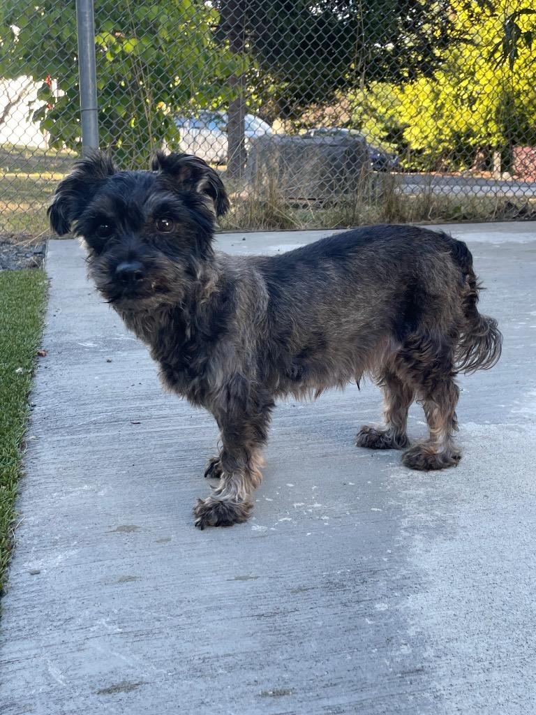 Onyx, Adoptable, Senior Male Schnauzer & Dachshund.