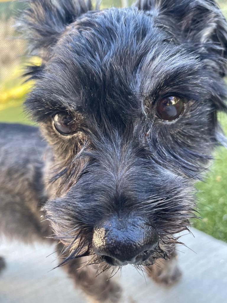 Enlarge Onyx, a Adoptable mixed breed in Eastsound, WA image 2/4