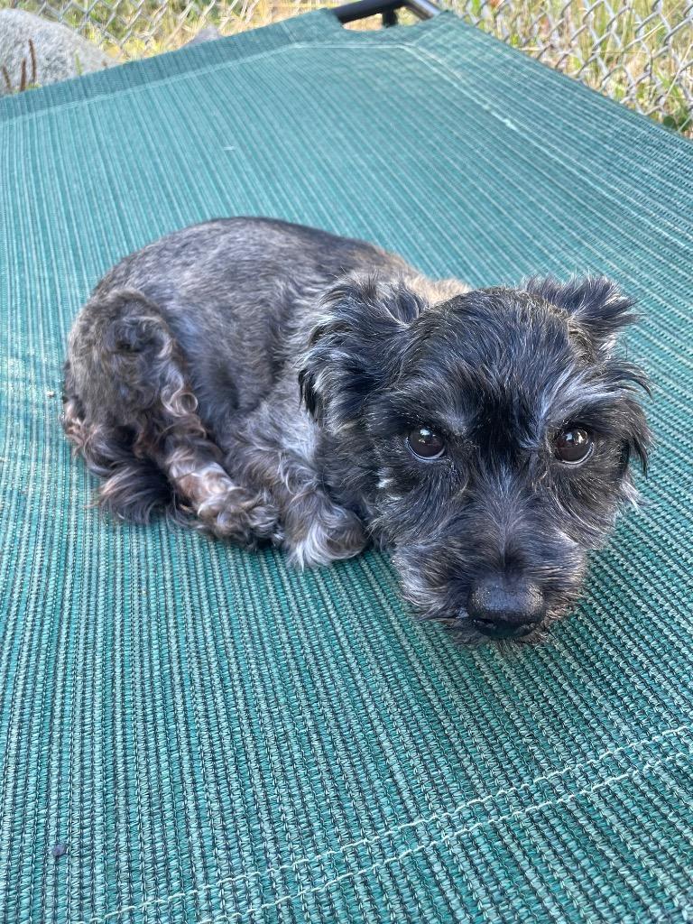 Enlarge Onyx, a Adoptable mixed breed in Eastsound, WA image 4/4