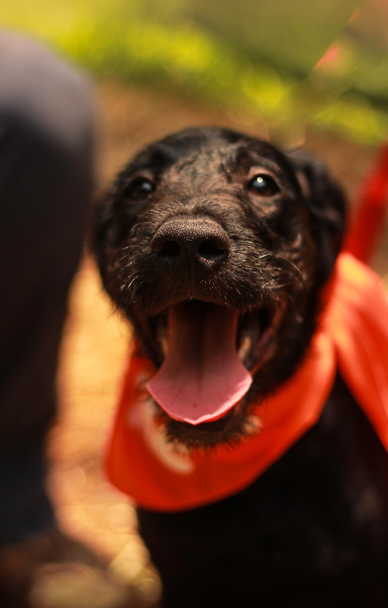 Bennett, an adoptable Labradoodle in Spencer, IN, 47460 | Photo Image 1