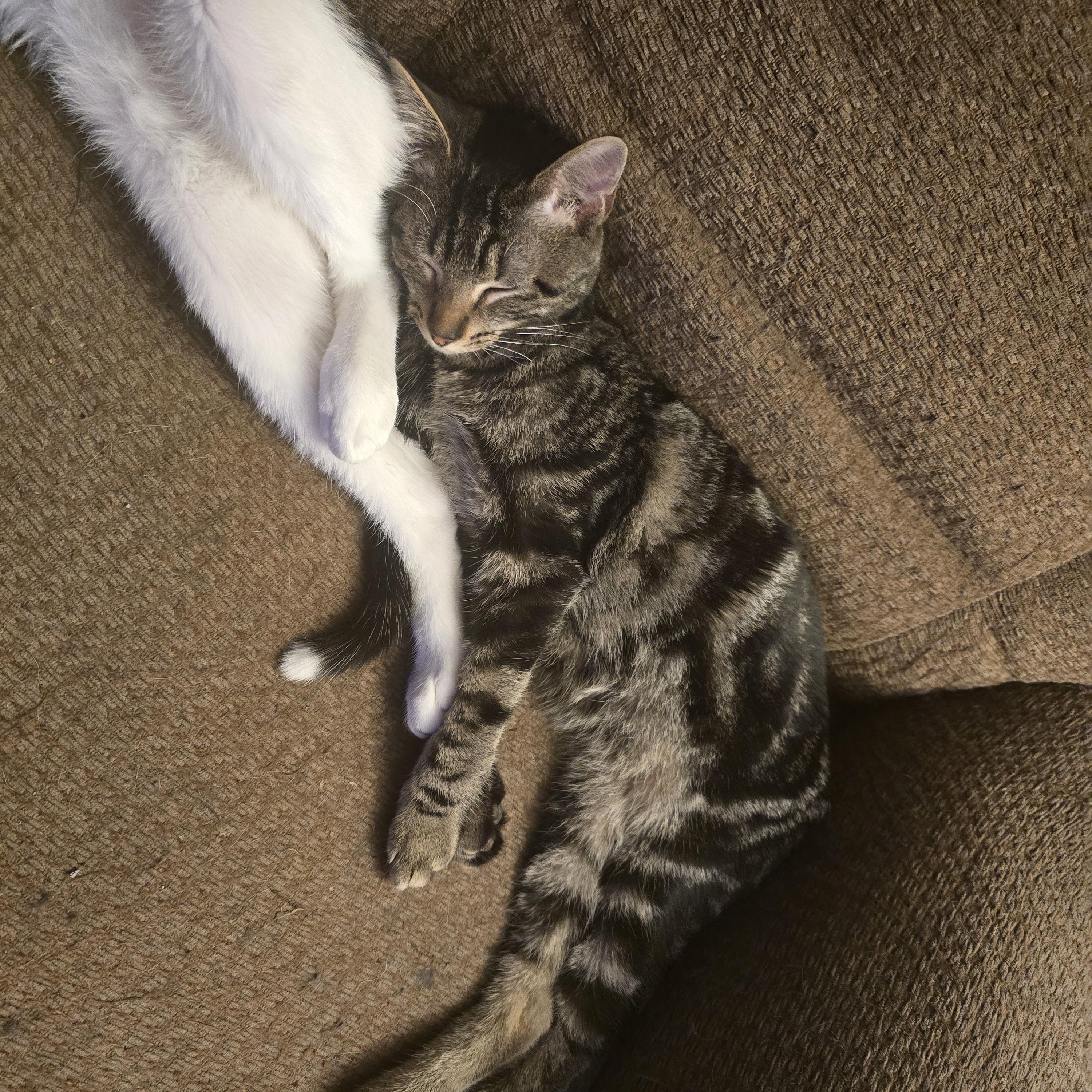 Crow, a Adoptable mixed breed in Ripley, TN image 1/5