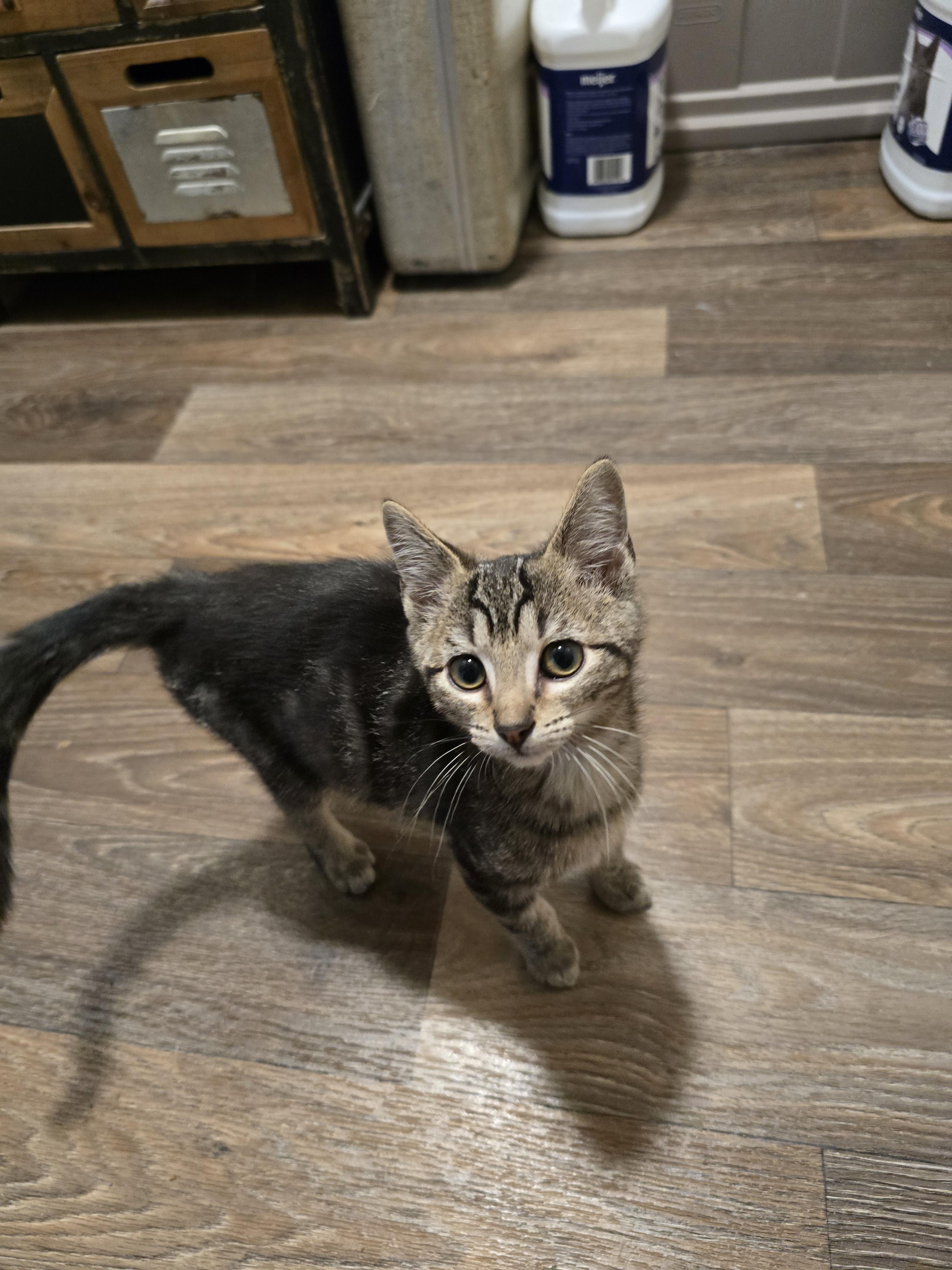 Crow, a Adoptable mixed breed in Ripley, TN image 2/3