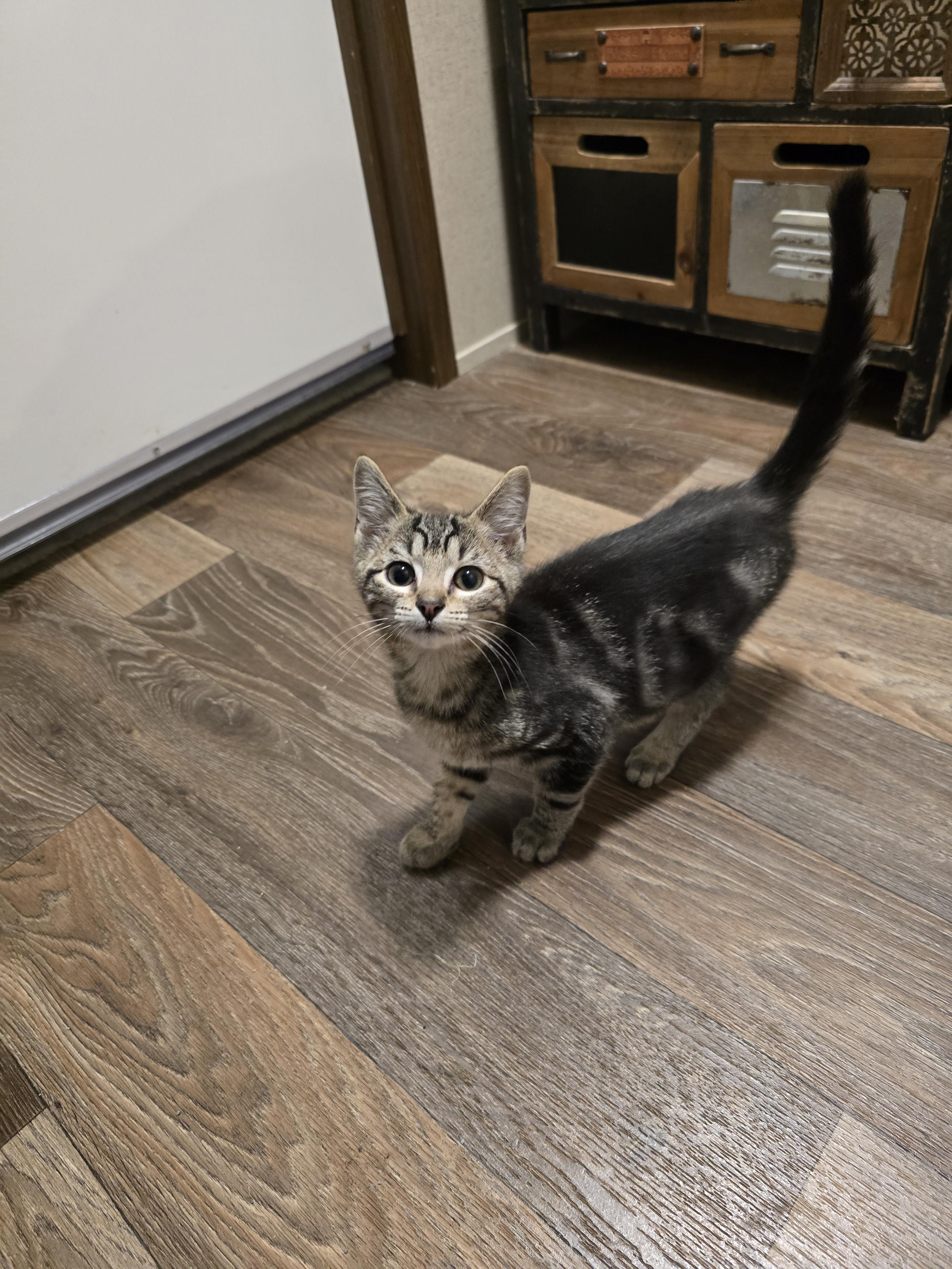 Crow, a Adoptable mixed breed in Ripley, TN image 3/3