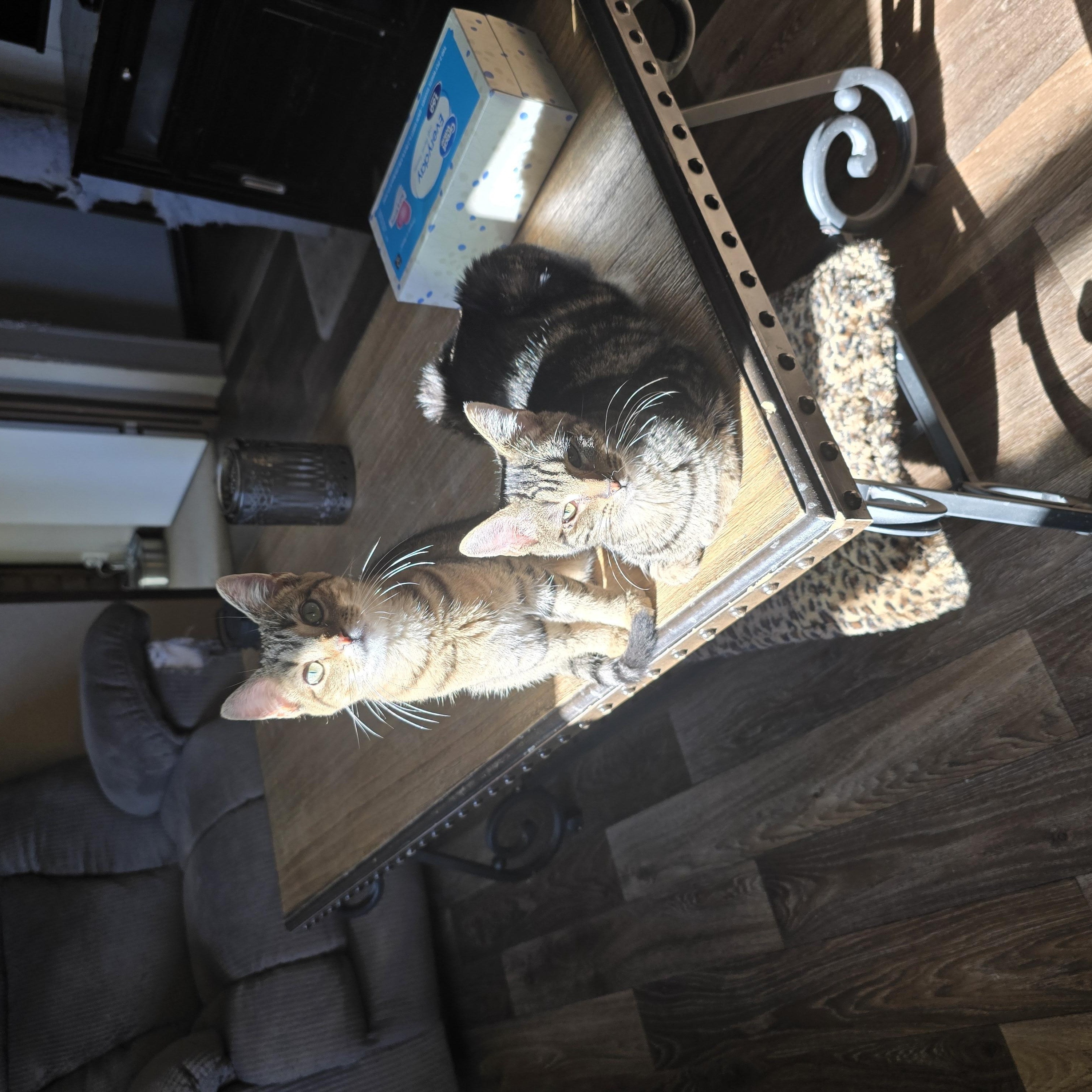 Crow, a Adoptable mixed breed in Ripley, TN image 5/5