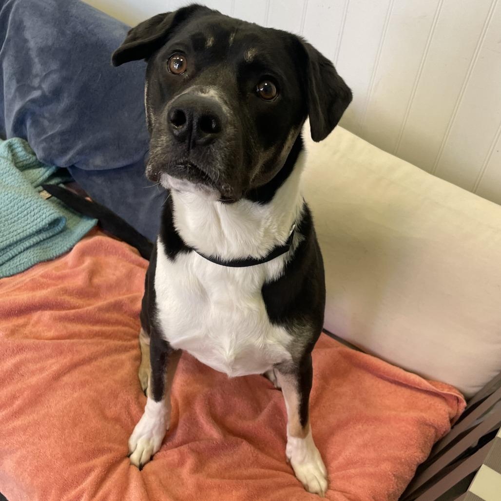 Enlarge Caliper, a ADOPTABLE mixed breed in Chicago, IL image 1/2